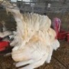 1 X TURKEY ROOSTER JC BOTHA