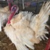 1 X TURKEY ROOSTER JC BOTHA