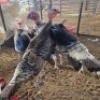 2 X TURKEY ROOSTER & HEN GERHARD (Per animal to take the lot)