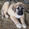 1 X ANATOLIAN DOG MALE WILLEM VAN HEERDEN