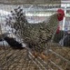 1 X CHICKENS ROOSTER WILLEM VAN HEERDEN