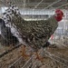 1 X CHICKENS ROOSTER WILLEM VAN HEERDEN