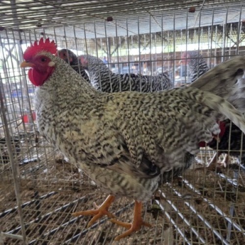 1 X CHICKENS ROOSTER WILLEM VAN HEERDEN