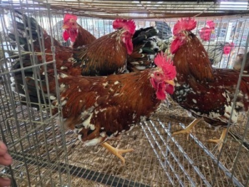 4 X CHICKENS ROOSTERS ANDRIETTE JACOBS (Per animal to take the lot)