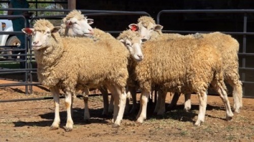 5 X DORMER EWE HENNIE BEKKER (Per animal to take the lot)