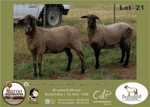1 X MEATMASTER PREGNANT EWE Duinedou Meatmasters
