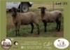 1 X MEATMASTER EWE Duinedou Meatmasters
