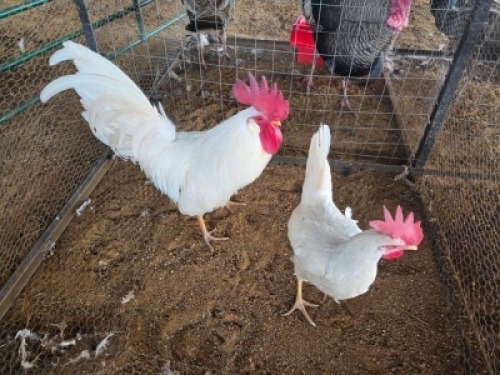 2 X CHICKENS ROOSTER & HEN ERASMUS HOMESTEAD (Per animal to take the lot)