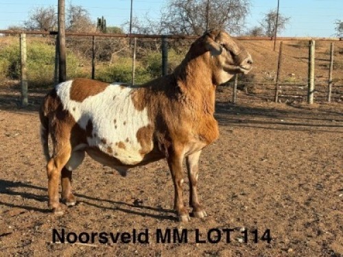 1 X MEATMASTER RAM Noorsveld Meatmasters