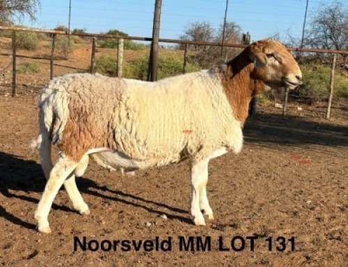 WITHDRAWN - 1 X MEATMASTER RAM Noorsveld Meatmasters