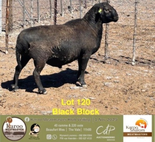 1 X MEATMASTER RAM Karoo Shalom Meatmasters