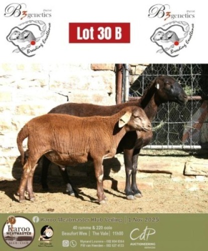 WITHDRAWN - 1 X MEATMASTER EWE B3Genetics