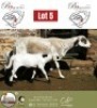 1+2 X MEATMASTER EWE B3Genetics