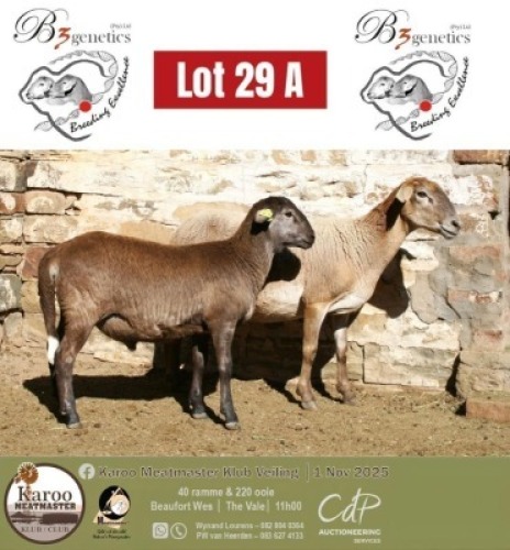 1+1 X MEATMASTER EWE B3Genetics
