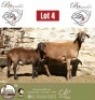 1+1 X MEATMASTER EWE B3Genetics
