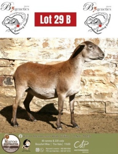 1 X MEATMASTER EWE B3Genetics