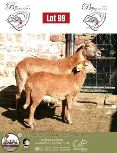 WITHDRAWN - 1 X MEATMASTER EWE B3Genetics
