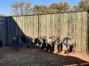 8 X BLOUWILDEBEESBUL JONK/BLUE WILDEBEEST BULL YOUNG (PER PIECE TO TAKE THE LOT) - 2