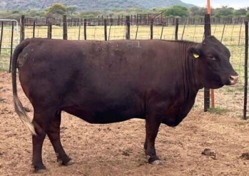 1 X Sussex Cow Triple S Stud