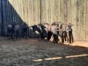 8 X BLOUWILDEBEESBUL JONK/BLUE WILDEBEEST BULL YOUNG (PER PIECE TO TAKE THE LOT) - 3