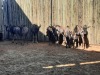 8 X BLOUWILDEBEESBUL JONK/BLUE WILDEBEEST BULL YOUNG (PER PIECE TO TAKE THE LOT) - 4