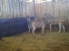 5 X SEBRA/ZEBRA (PER PIECE TO TAKE THE LOT) - 2