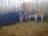5 X SEBRA/ZEBRA (PER PIECE TO TAKE THE LOT) - 3