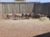 9 X BLESBOKRAM /BLESBUCK RAM (PER PIECE TO TAKE THE LOT) - 2