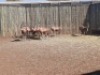 9 X BLESBOKRAM /BLESBUCK RAM (PER PIECE TO TAKE THE LOT) - 3