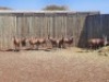9 X BLESBOKRAM /BLESBUCK RAM (PER PIECE TO TAKE THE LOT) - 4