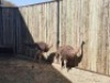 2 X VOLSTRUIS/OSTRICH (PER PIECE TO TAKE THE LOT) - 2