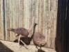 2 X VOLSTRUIS/OSTRICH (PER PIECE TO TAKE THE LOT) - 3