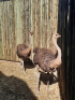 2 X VOLSTRUIS/OSTRICH (PER PIECE TO TAKE THE LOT) - 4
