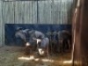 5 X BLOUWILDEBEES/BLUE WILDEBEEST (PER PIECE TO TAKE THE LOT) - 2