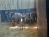 5 X BLOUWILDEBEES/BLUE WILDEBEEST (PER PIECE TO TAKE THE LOT) - 3