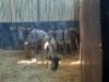 5 X BLOUWILDEBEES/BLUE WILDEBEEST (PER PIECE TO TAKE THE LOT) - 4
