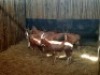 10X BLESBOKOOIE/BLESBUCK EWE (PER PIECE TO TAKE THE LOT) - 2
