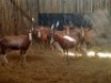 10X BLESBOKOOIE/BLESBUCK EWE (PER PIECE TO TAKE THE LOT) - 3