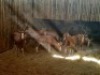 10X BLESBOKOOIE/BLESBUCK EWE (PER PIECE TO TAKE THE LOT) - 4