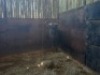 1 X BLOUWILDEBEESBUL/BLUE WILDEBEEST BULL - 2