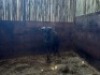 1 X BLOUWILDEBEESBUL/BLUE WILDEBEEST BULL - 3