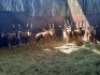 11X BLESBOKRAM/BLESBUCK RAM (PER PIECE TO TAKE THE LOT) - 2