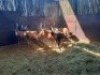 11X BLESBOKRAM/BLESBUCK RAM (PER PIECE TO TAKE THE LOT) - 3
