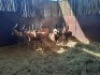 11X BLESBOKRAM/BLESBUCK RAM (PER PIECE TO TAKE THE LOT) - 4