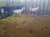 4 X WIT BLESBOK/WHITE BLESBUCK (PER PIECE TO TAKE THE LOT) - 2