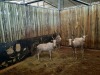 4 X WIT BLESBOK/WHITE BLESBUCK (PER PIECE TO TAKE THE LOT) - 3