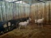 4 X WIT BLESBOK/WHITE BLESBUCK (PER PIECE TO TAKE THE LOT) - 3