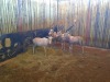 4 X WIT BLESBOK/WHITE BLESBUCK (PER PIECE TO TAKE THE LOT) - 4