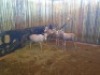4 X WIT BLESBOK/WHITE BLESBUCK (PER PIECE TO TAKE THE LOT) - 4