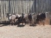 5 X BLOUWILDEBEESBUL/BLUE WILDEBEEST BULL (PER PIECE TO TAKE THE LOT) - 2